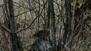Shadowy woodland cover at the hunting preserve
