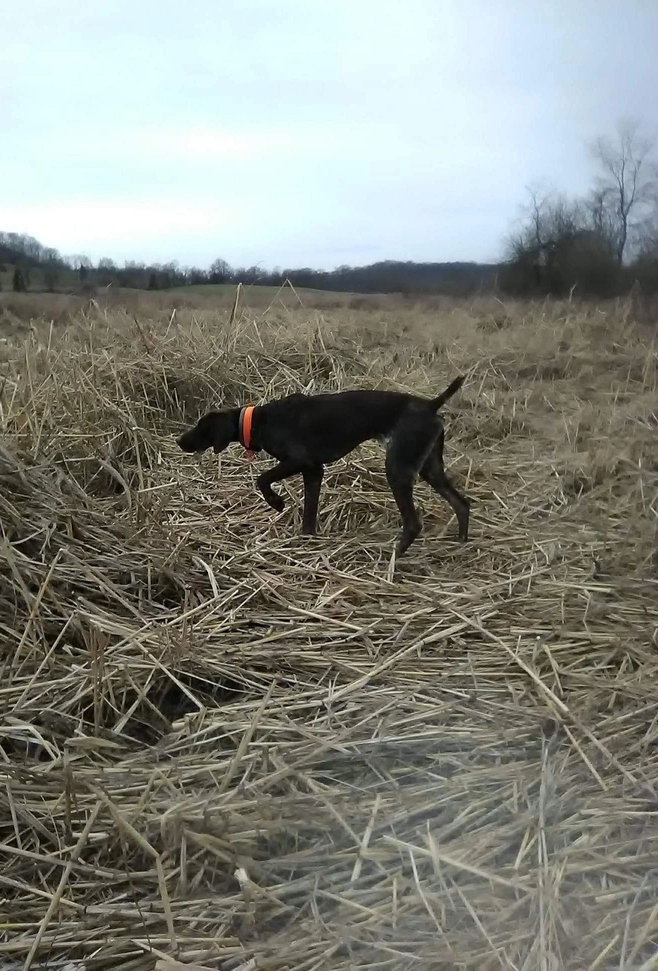 Black hunting dog in an orange collar working through a field